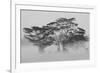 Acacia Trees covered by mist, Lake Nakuru, Kenya-null-Framed Photographic Print