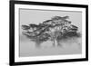 Acacia Trees covered by mist, Lake Nakuru, Kenya-null-Framed Photographic Print