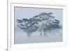 Acacia Trees covered by mist, Lake Nakuru, Kenya-Panoramic Images-Framed Photographic Print