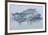 Acacia Trees covered by mist, Lake Nakuru, Kenya-Panoramic Images-Framed Photographic Print