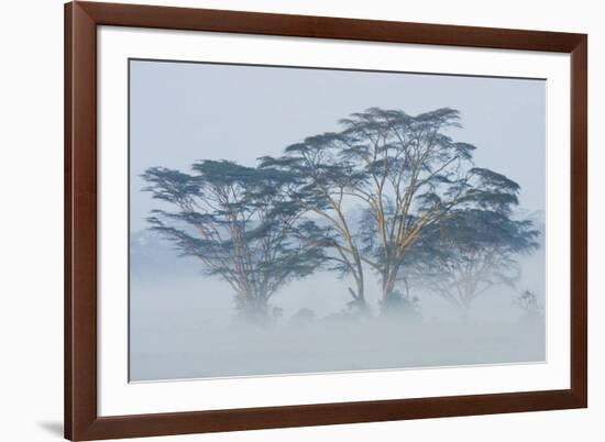 Acacia Trees covered by mist, Lake Nakuru, Kenya-Panoramic Images-Framed Photographic Print