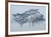 Acacia Trees covered by mist, Lake Nakuru, Kenya-Panoramic Images-Framed Photographic Print