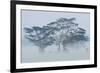 Acacia Trees covered by mist, Lake Nakuru, Kenya-Panoramic Images-Framed Photographic Print