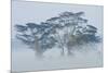 Acacia Trees covered by mist, Lake Nakuru, Kenya-Panoramic Images-Mounted Photographic Print