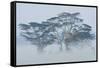 Acacia Trees covered by mist, Lake Nakuru, Kenya-Panoramic Images-Framed Stretched Canvas