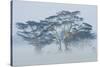 Acacia Trees covered by mist, Lake Nakuru, Kenya-Panoramic Images-Stretched Canvas