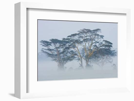 Acacia Trees covered by mist, Lake Nakuru, Kenya-Panoramic Images-Framed Photographic Print