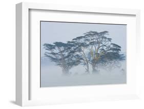 Acacia Trees covered by mist, Lake Nakuru, Kenya-Panoramic Images-Framed Photographic Print