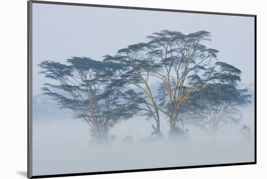 Acacia Trees covered by mist, Lake Nakuru, Kenya-Panoramic Images-Mounted Photographic Print