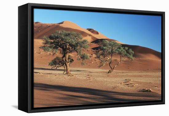 Acacia Trees in Elim Dune, Namib-Naukluft, Namibia-Charles Crust-Framed Stretched Canvas