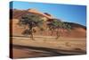 Acacia Trees in Elim Dune, Namib-Naukluft, Namibia-Charles Crust-Stretched Canvas