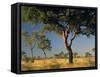 Acacia Trees, Kruger National Park, South Africa-Walter Bibikow-Framed Stretched Canvas
