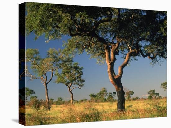 Acacia Trees, Kruger National Park, South Africa-Walter Bibikow-Stretched Canvas