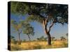 Acacia Trees, Kruger National Park, South Africa-Walter Bibikow-Stretched Canvas