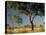 Acacia Trees, Kruger National Park, South Africa-Walter Bibikow-Stretched Canvas