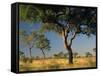 Acacia Trees, Kruger National Park, South Africa-Walter Bibikow-Framed Stretched Canvas