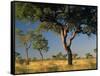 Acacia Trees, Kruger National Park, South Africa-Walter Bibikow-Framed Stretched Canvas