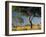 Acacia Trees, Kruger National Park, South Africa-Walter Bibikow-Framed Premium Photographic Print