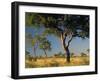 Acacia Trees, Kruger National Park, South Africa-Walter Bibikow-Framed Premium Photographic Print