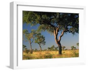 Acacia Trees, Kruger National Park, South Africa-Walter Bibikow-Framed Premium Photographic Print