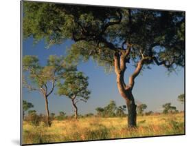 Acacia Trees, Kruger National Park, South Africa-Walter Bibikow-Mounted Premium Photographic Print