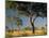 Acacia Trees, Kruger National Park, South Africa-Walter Bibikow-Mounted Premium Photographic Print