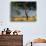 Acacia Trees, Kruger National Park, South Africa-Walter Bibikow-Premium Photographic Print displayed on a wall