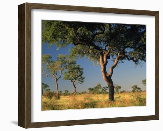 Acacia Trees, Kruger National Park, South Africa-Walter Bibikow-Framed Photographic Print