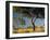 Acacia Trees, Kruger National Park, South Africa-Walter Bibikow-Framed Photographic Print