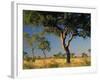 Acacia Trees, Kruger National Park, South Africa-Walter Bibikow-Framed Photographic Print