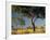 Acacia Trees, Kruger National Park, South Africa-Walter Bibikow-Framed Photographic Print