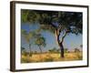 Acacia Trees, Kruger National Park, South Africa-Walter Bibikow-Framed Photographic Print