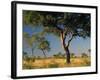 Acacia Trees, Kruger National Park, South Africa-Walter Bibikow-Framed Photographic Print