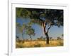 Acacia Trees, Kruger National Park, South Africa-Walter Bibikow-Framed Photographic Print