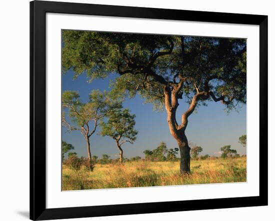 Acacia Trees, Kruger National Park, South Africa-Walter Bibikow-Framed Photographic Print