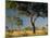 Acacia Trees, Kruger National Park, South Africa-Walter Bibikow-Mounted Photographic Print