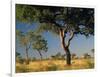 Acacia Trees, Kruger National Park, South Africa-Walter Bibikow-Framed Photographic Print