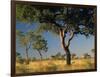 Acacia Trees, Kruger National Park, South Africa-Walter Bibikow-Framed Photographic Print