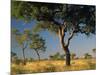 Acacia Trees, Kruger National Park, South Africa-Walter Bibikow-Mounted Photographic Print