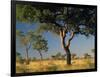 Acacia Trees, Kruger National Park, South Africa-Walter Bibikow-Framed Photographic Print