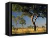 Acacia Trees, Kruger National Park, South Africa-Walter Bibikow-Framed Stretched Canvas