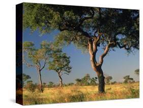 Acacia Trees, Kruger National Park, South Africa-Walter Bibikow-Stretched Canvas