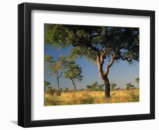 Acacia Trees, Kruger National Park, South Africa-Walter Bibikow-Framed Photographic Print