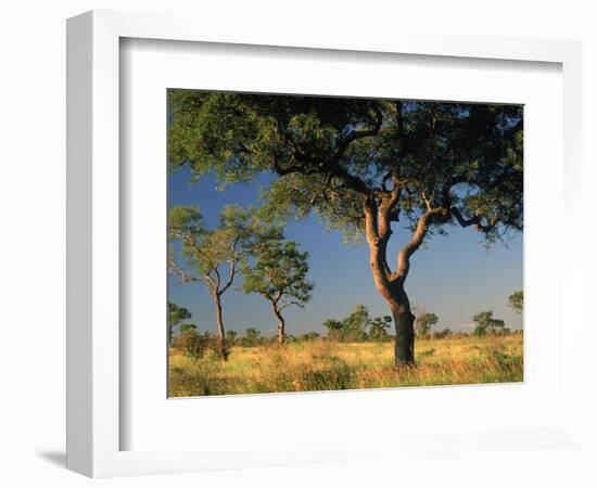 Acacia Trees, Kruger National Park, South Africa-Walter Bibikow-Framed Photographic Print