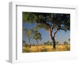 Acacia Trees, Kruger National Park, South Africa-Walter Bibikow-Framed Photographic Print