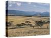 Acacia Trees on High Grasslands in Front of Bale Mountains, Southern Highlands, Ethiopia, Africa-Tony Waltham-Stretched Canvas