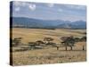 Acacia Trees on High Grasslands in Front of Bale Mountains, Southern Highlands, Ethiopia, Africa-Tony Waltham-Stretched Canvas
