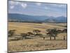 Acacia Trees on High Grasslands in Front of Bale Mountains, Southern Highlands, Ethiopia, Africa-Tony Waltham-Mounted Photographic Print