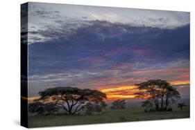 Acacia trees silhouetted at sunset, Serengeti National Park, Tanzania, Africa-Adam Jones-Stretched Canvas