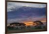 Acacia trees silhouetted at sunset, Serengeti National Park, Tanzania, Africa-Adam Jones-Framed Photographic Print